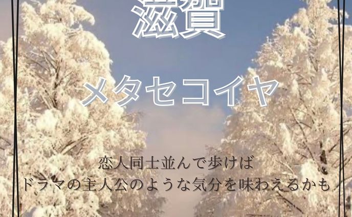 滋賀の旅メタセコイア