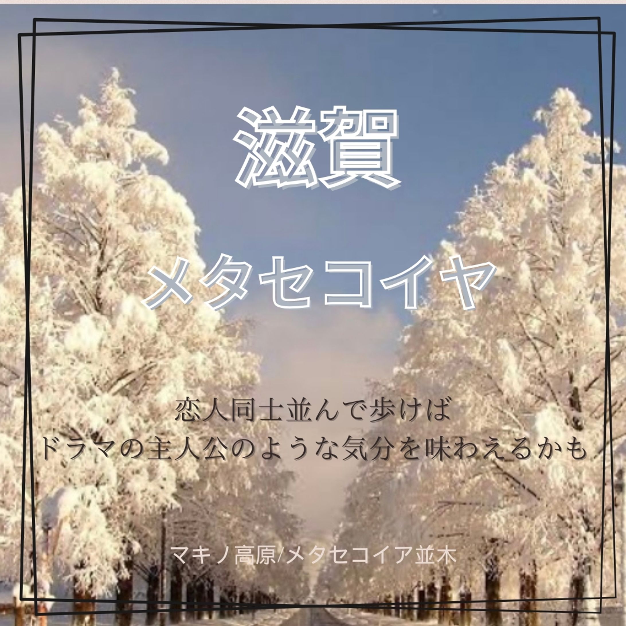 滋賀の旅メタセコイア-1