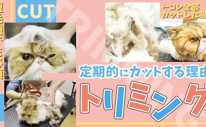 テスト制作です