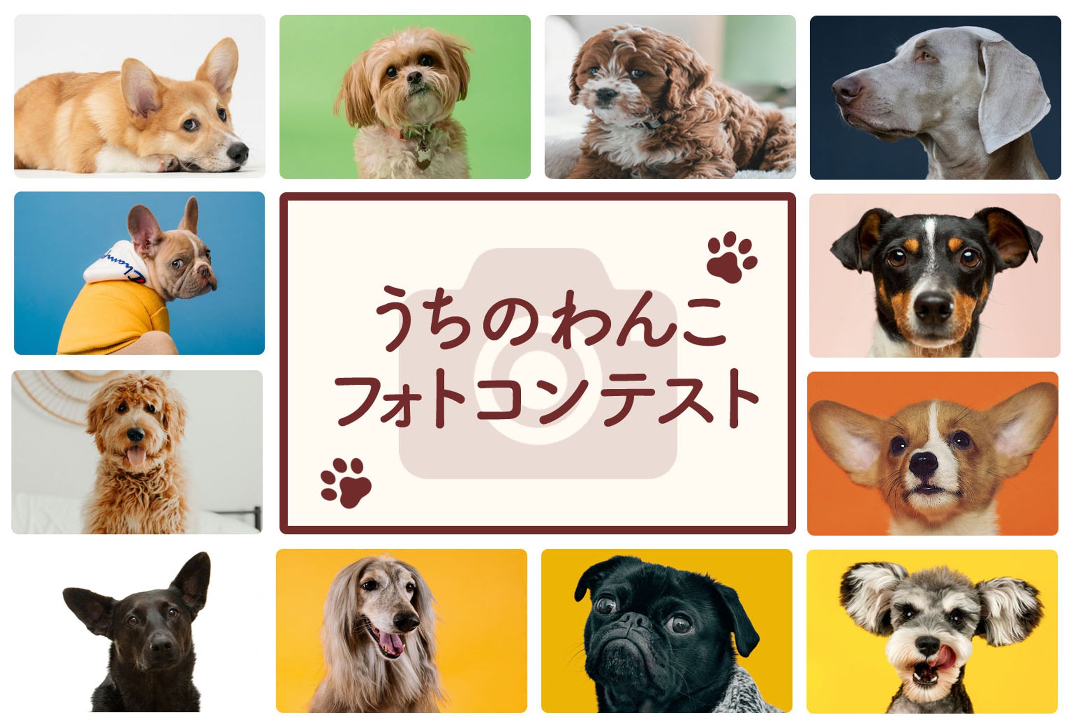 わんこフォトコンテスト-1