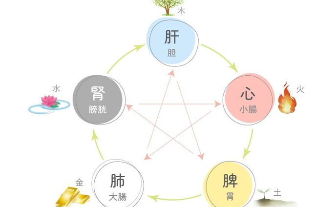 【五臓六腑関係図】草野ゆかり様