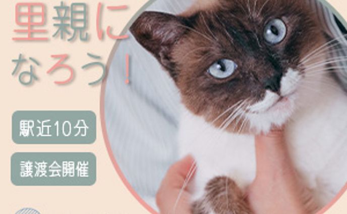 保護猫里親募集 