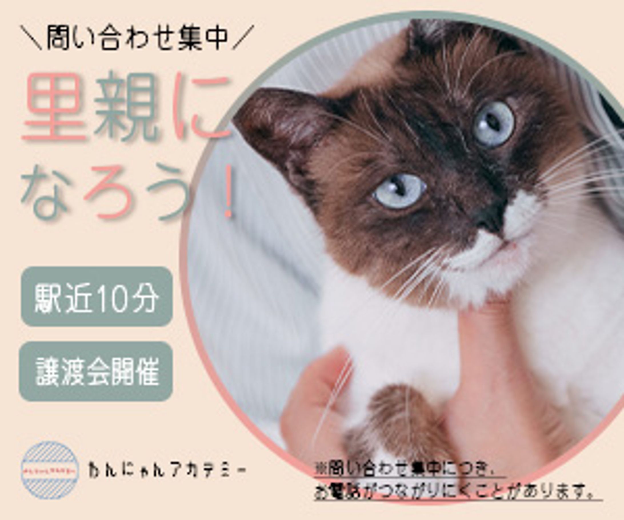 保護猫里親募集 -1