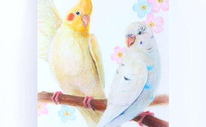 セキセイインコのそらくん＆オカメインコのきぃくん｜色鉛筆イラスト