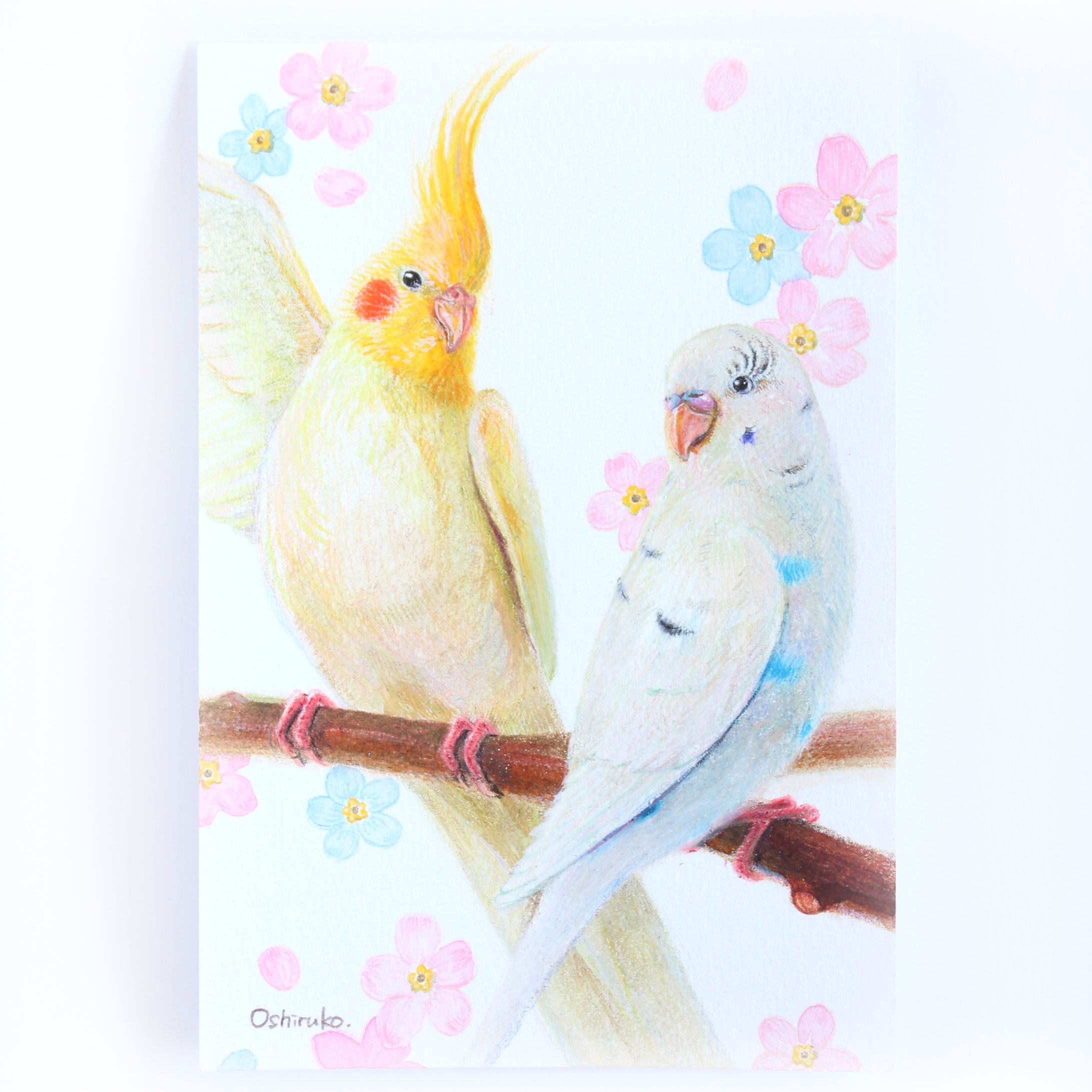 セキセイインコのそらくん＆オカメインコのきぃくん｜色鉛筆イラスト-1