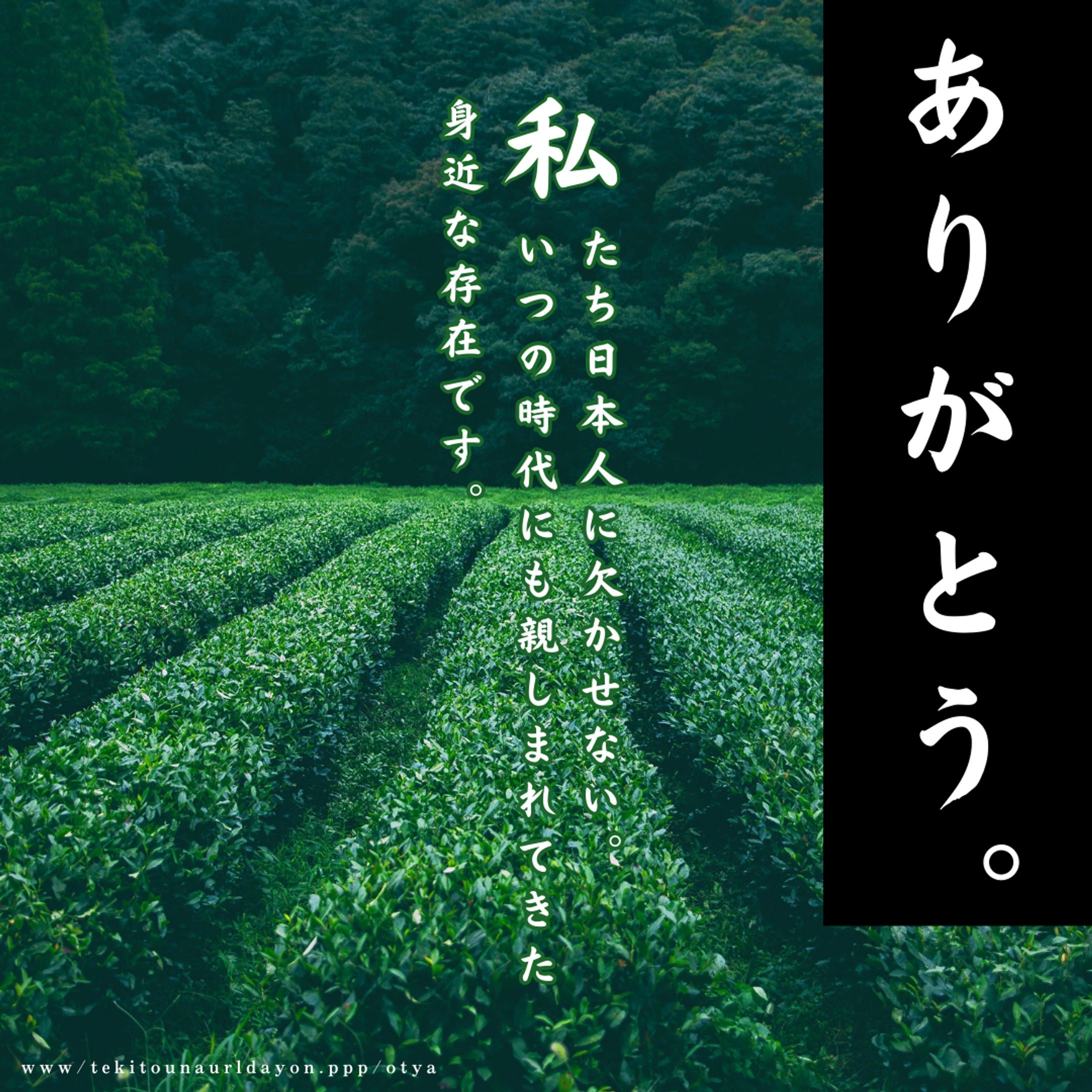 バナー　お茶-1