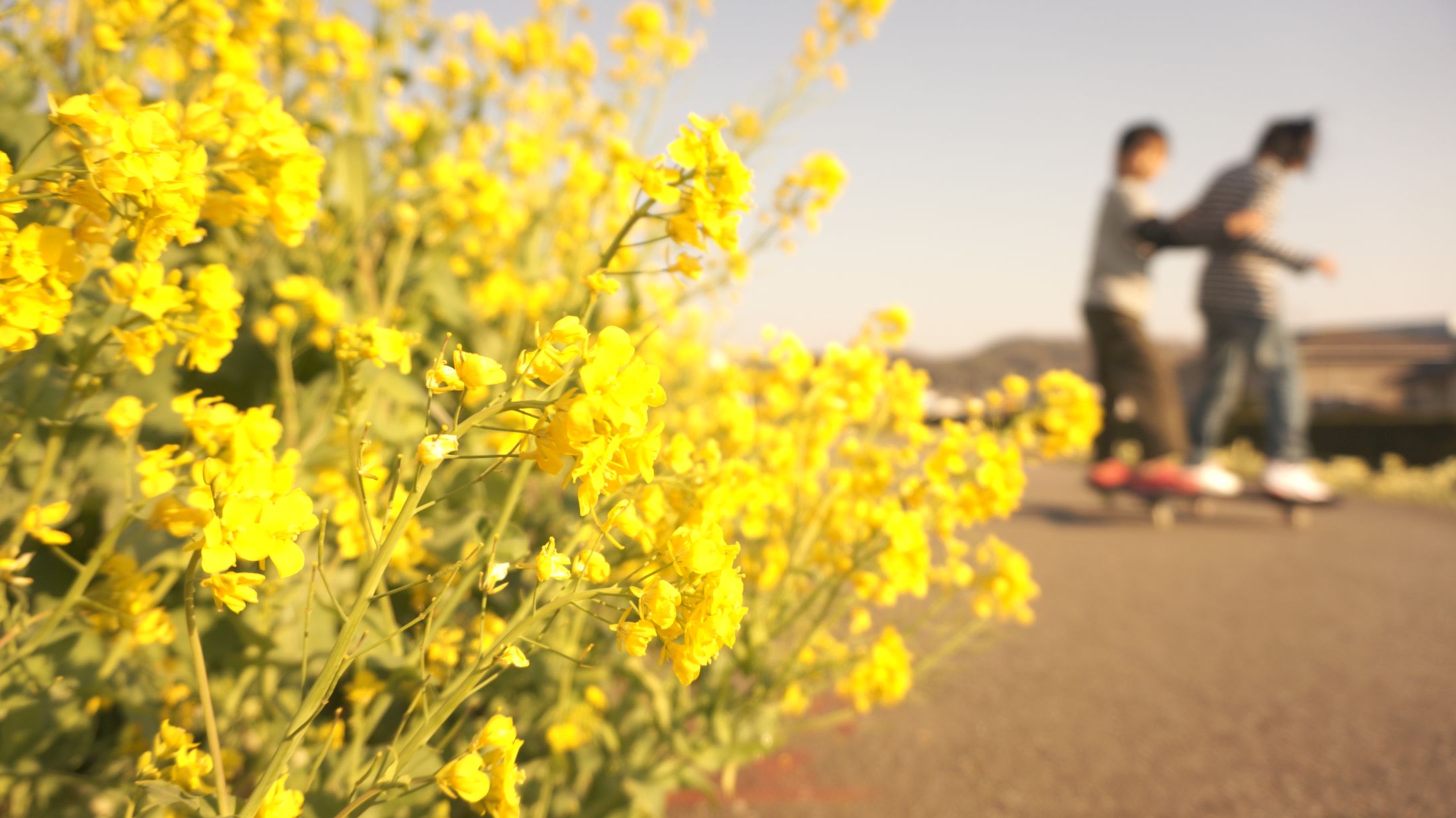 菜の花-1