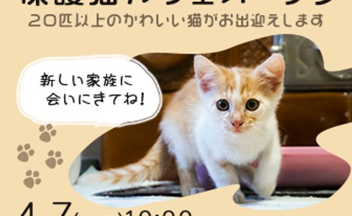 保護猫カフェオープン（架空）