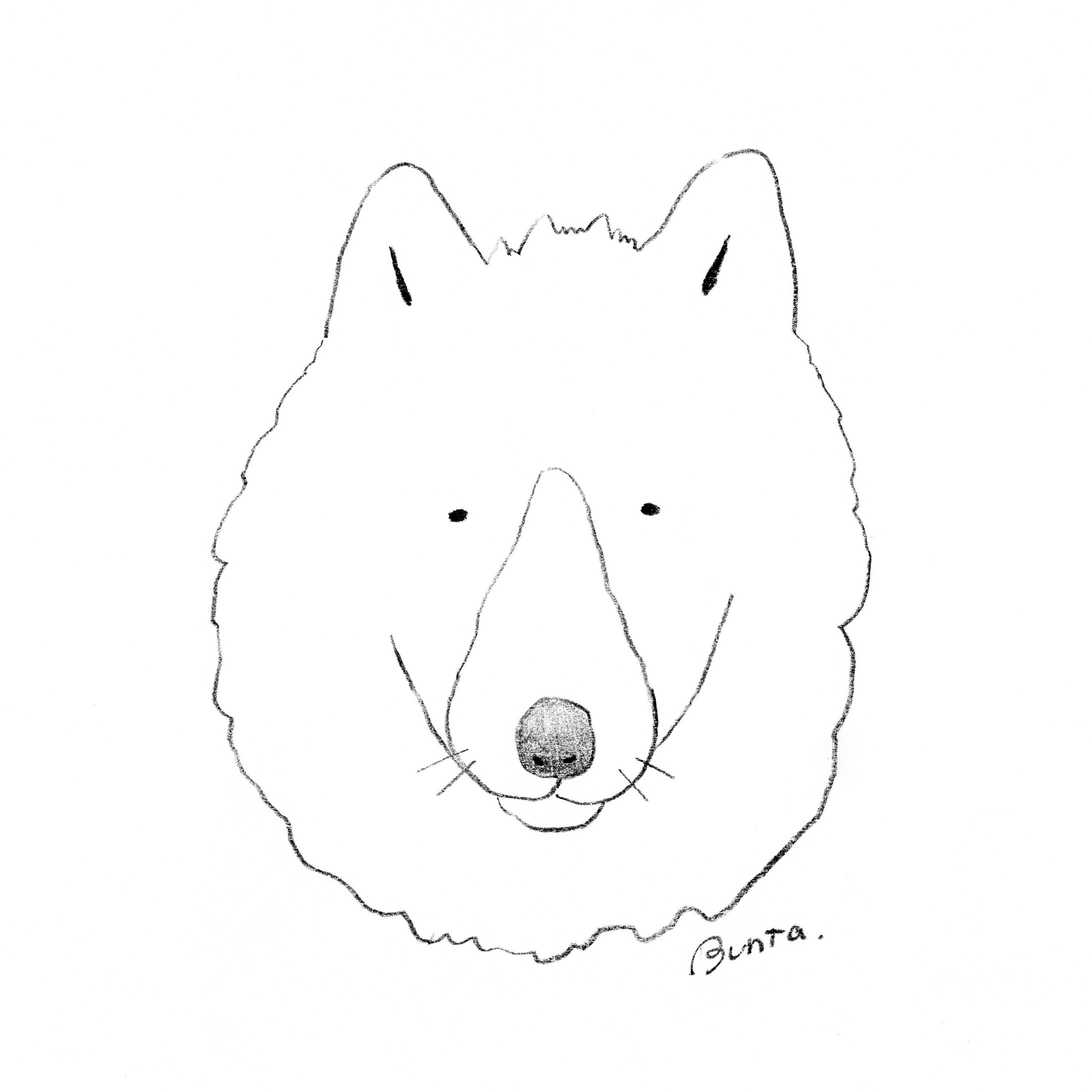 ホッキョクオオカミ-1