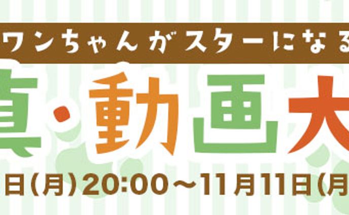 バナー：フェス