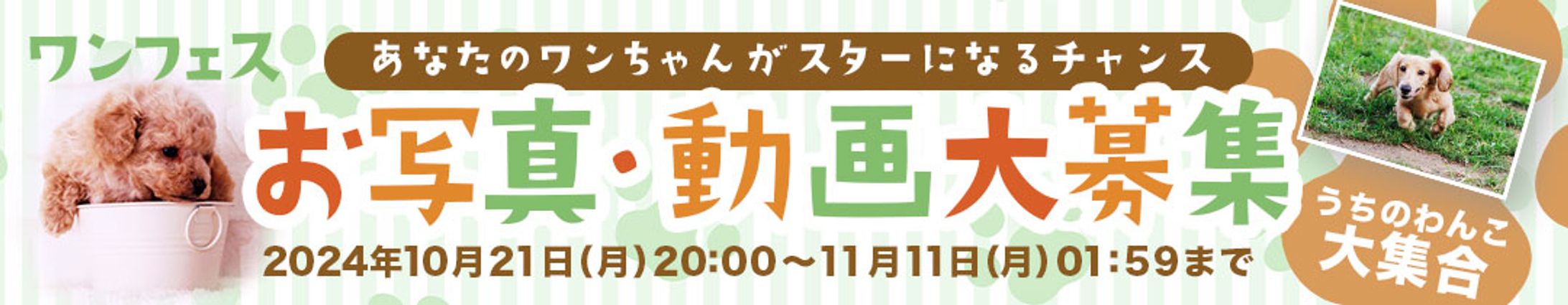 バナー：フェス-1
