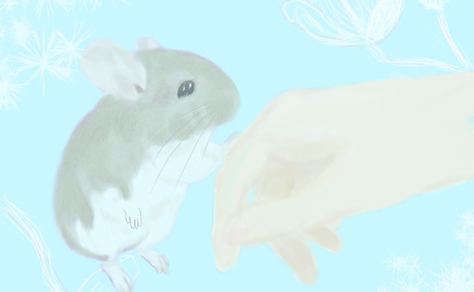 チンチラと暮らして