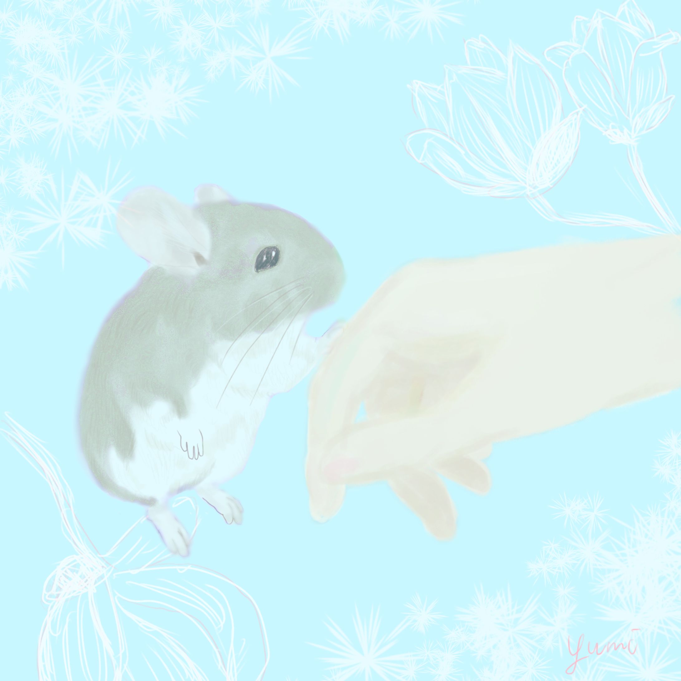 チンチラと暮らして-1