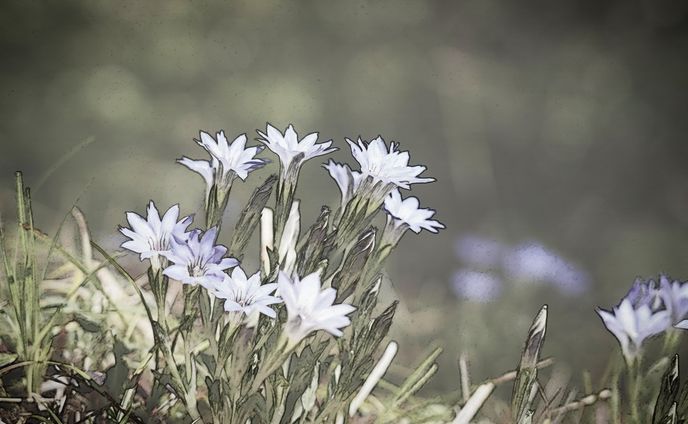 photography、色鉛筆画