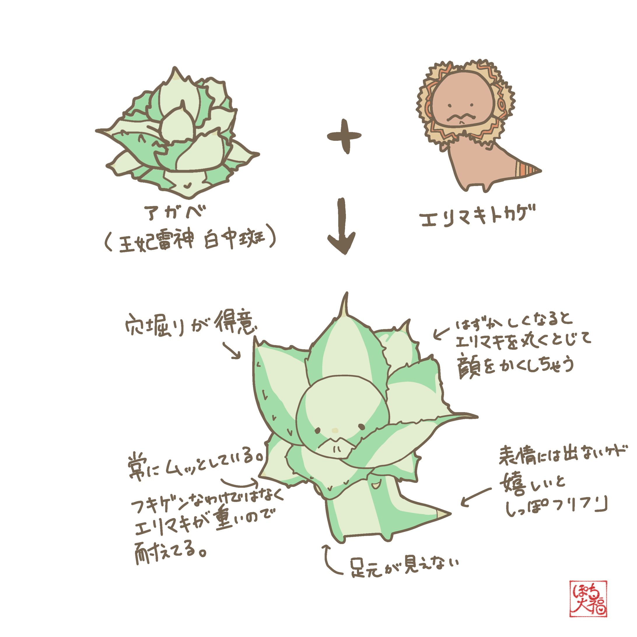 アガベ　王妃雷神白中斑×エリマキトカゲ-1