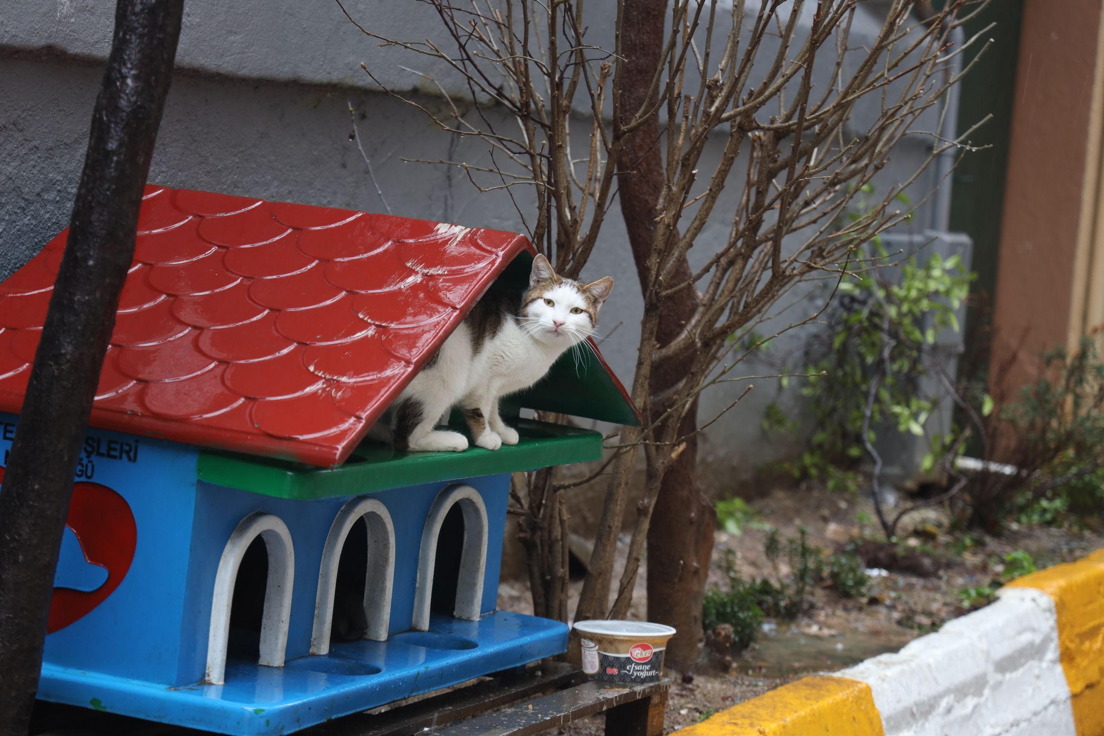 トルコの動物への取り組み-1