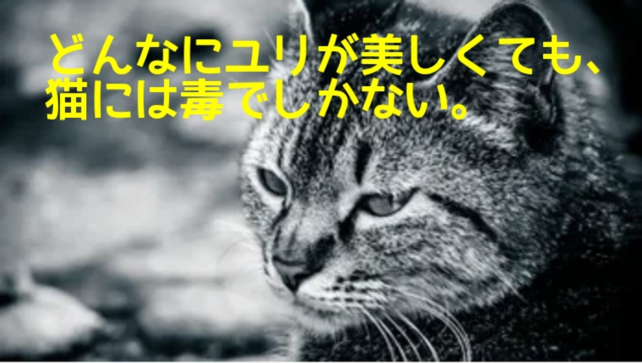 ネコデミー　-1