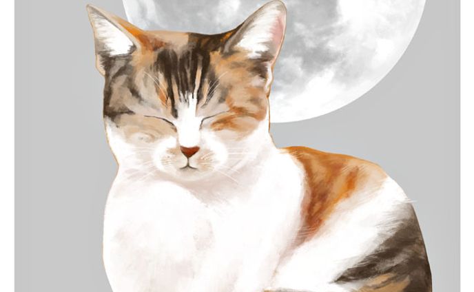 猫と月