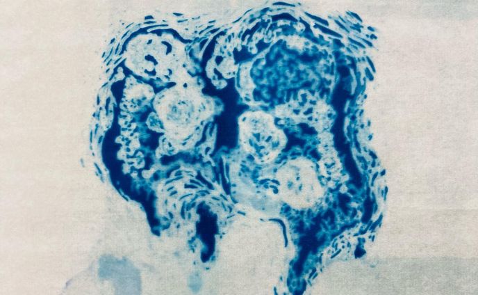 "little twin embryos"
約10㎝×10㎝

#cyanotype 
#サイアノタイプ
#artworks
#版画
#drawing
#ドローイング