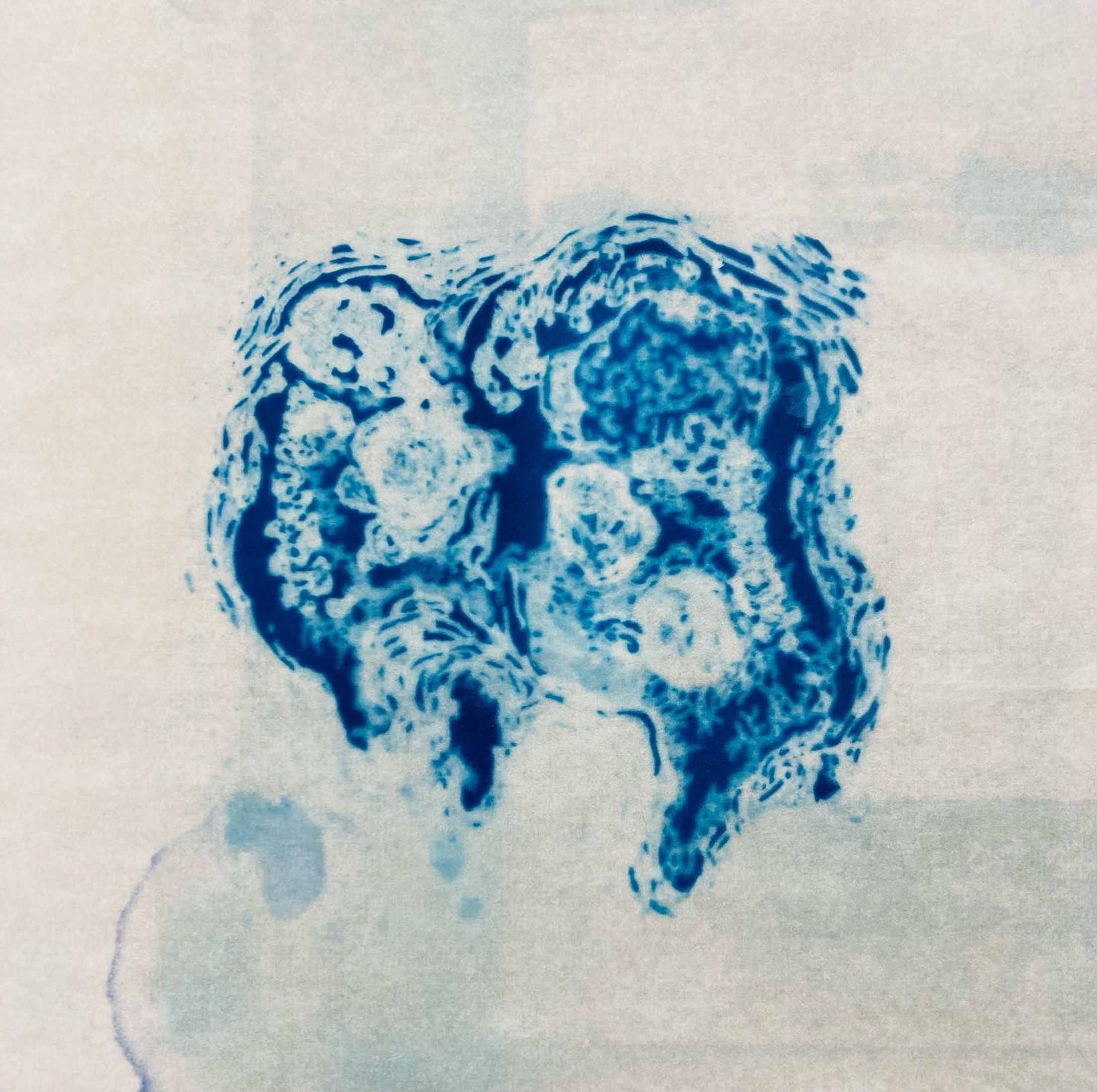 "little twin embryos"
約10㎝×10㎝

#cyanotype 
#サイアノタイプ
#artworks
#版画
#drawing
#ドローイング-1