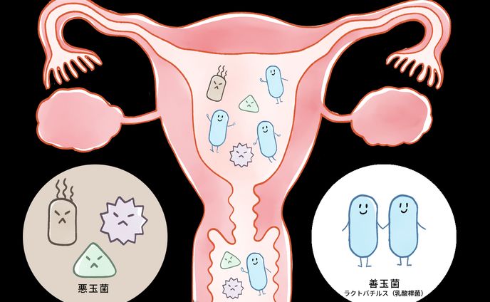 子宮フローラのイメージイラスト