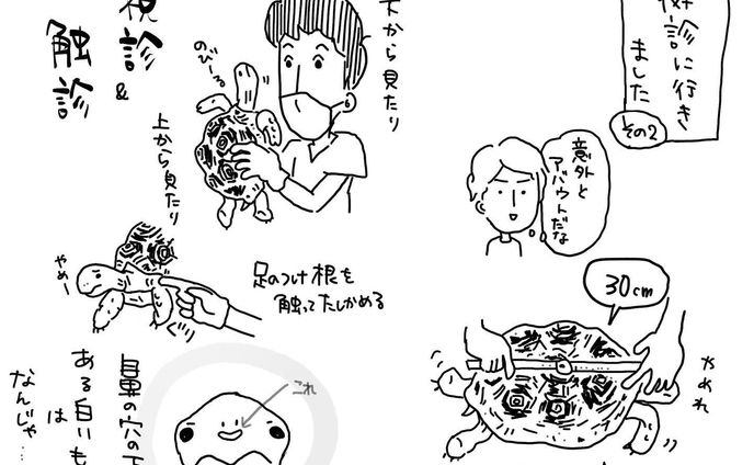鼻の穴の下になんか白くなってるのは気になっていたのですが…

＃リクガメ
#ヒョウモンリクガメ
#健康診断
#かめのいるくらし
#かめすきさんと繋がりたい 
#イラスト