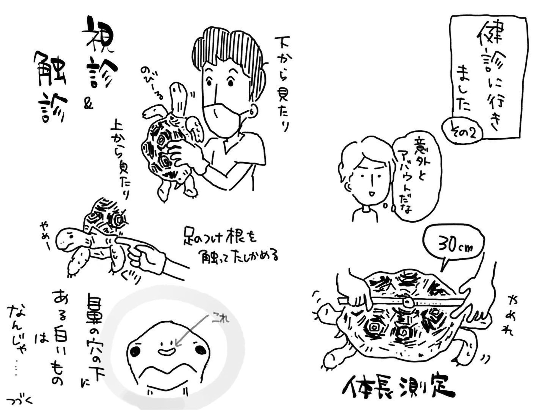 鼻の穴の下になんか白くなってるのは気になっていたのですが…

＃リクガメ
#ヒョウモンリクガメ
#健康診断
#かめのいるくらし
#かめすきさんと繋がりたい 
#イラスト-1