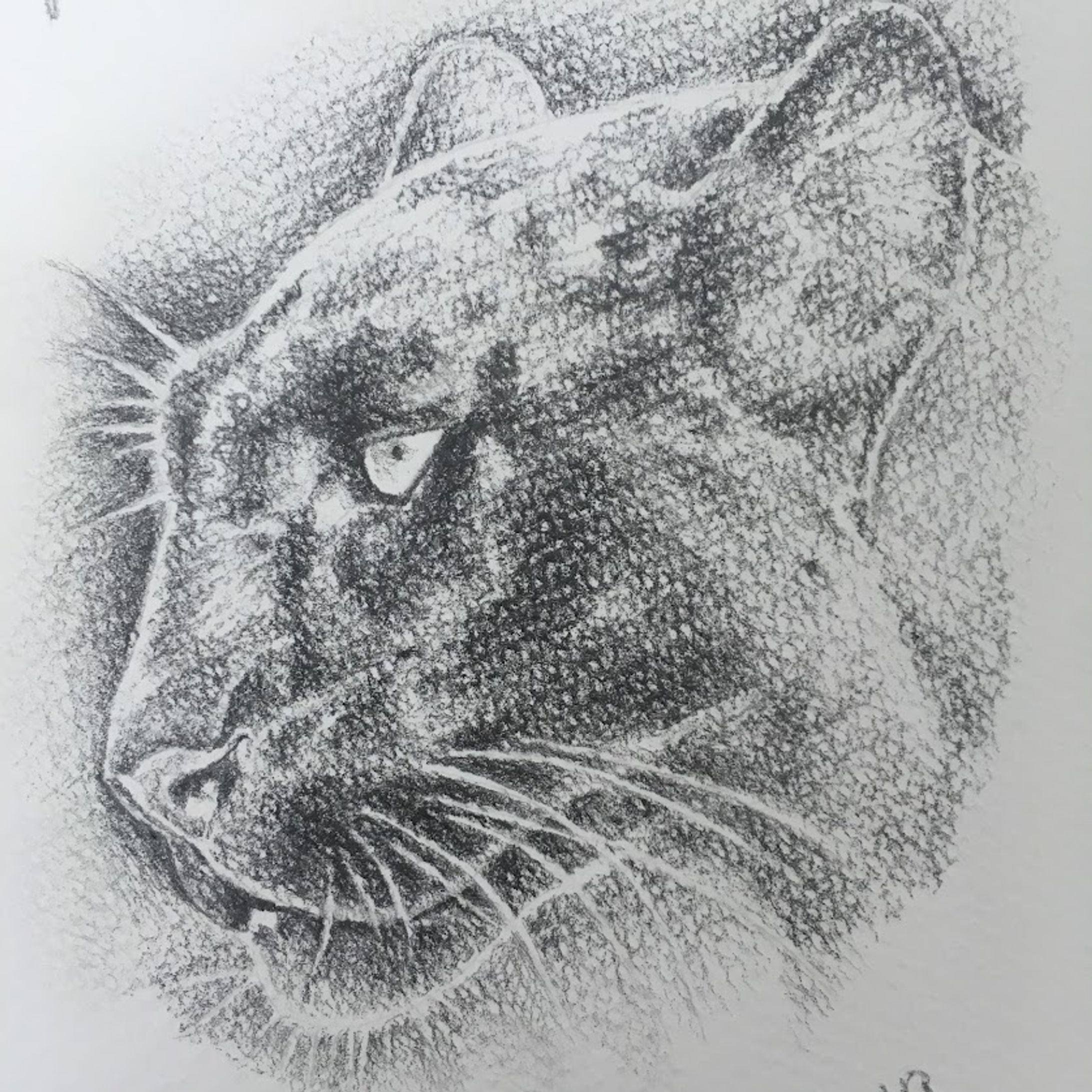 Animals-1