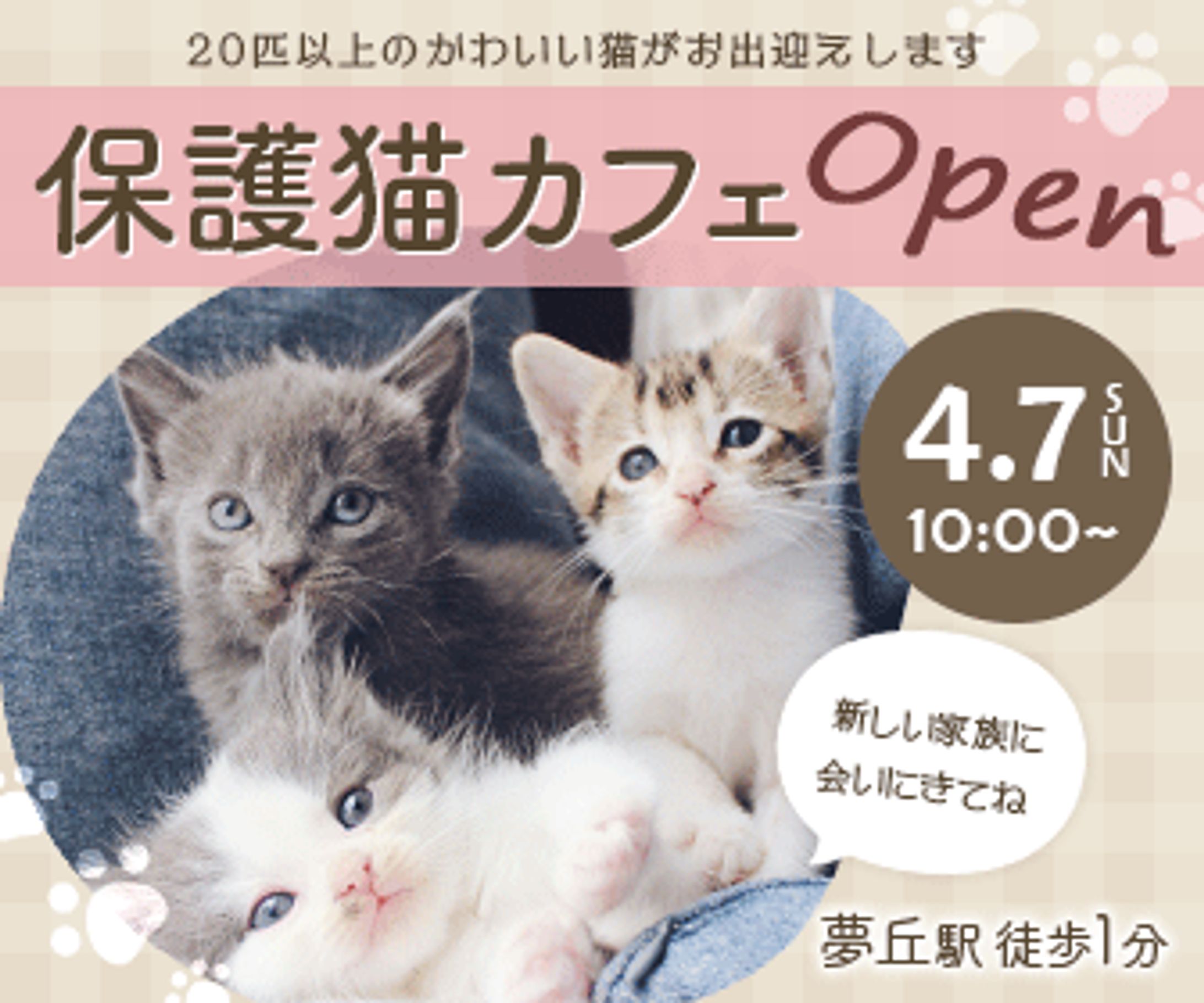 【自主制作】保護猫カフェのオープン告知-1