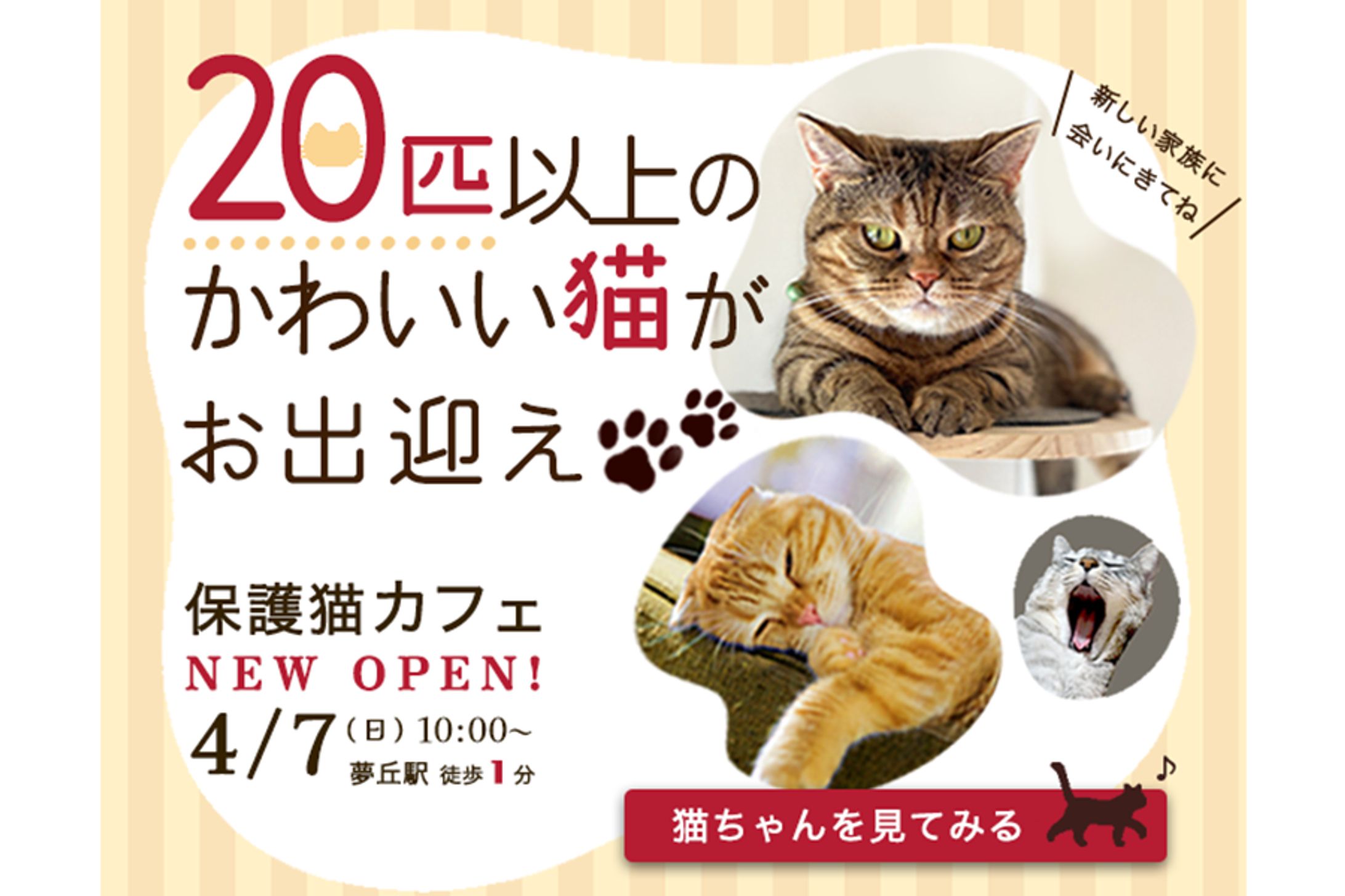 【ほっこり】保護猫カフェOpen バナー-1