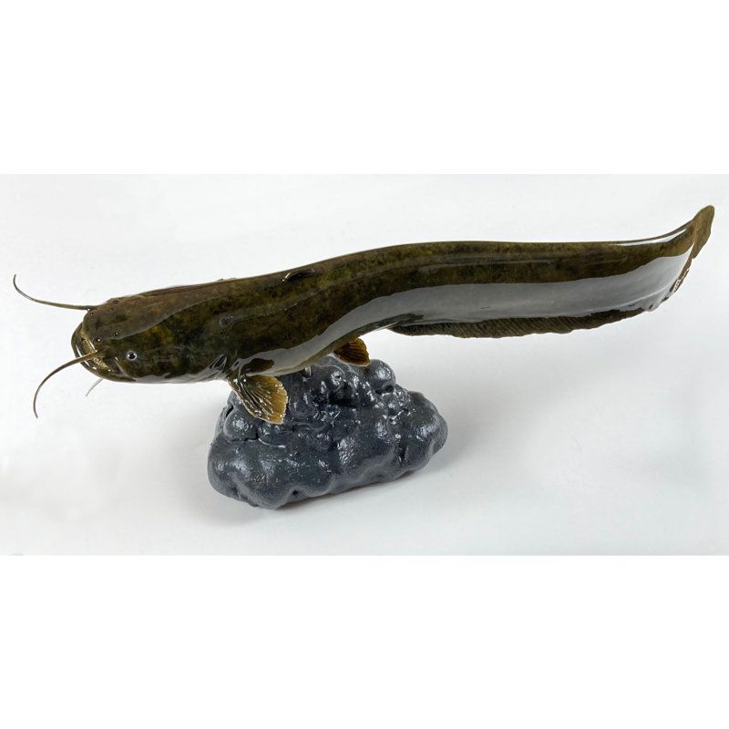 ブラジルナマズ剥製 ブラジルナマズ剥製 ブラジルナマズ剥製 【公式通販】