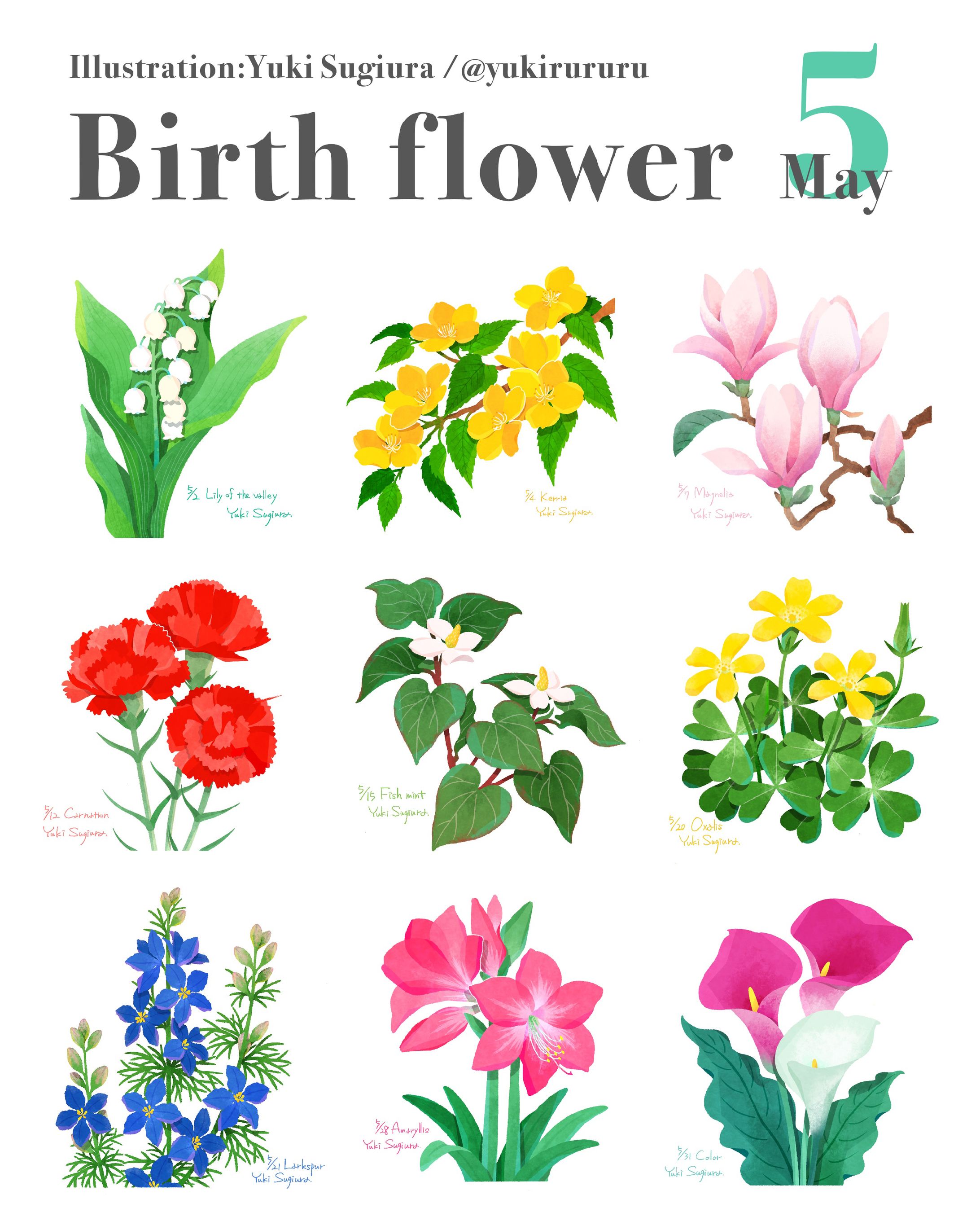 5月誕生花イラスト-1