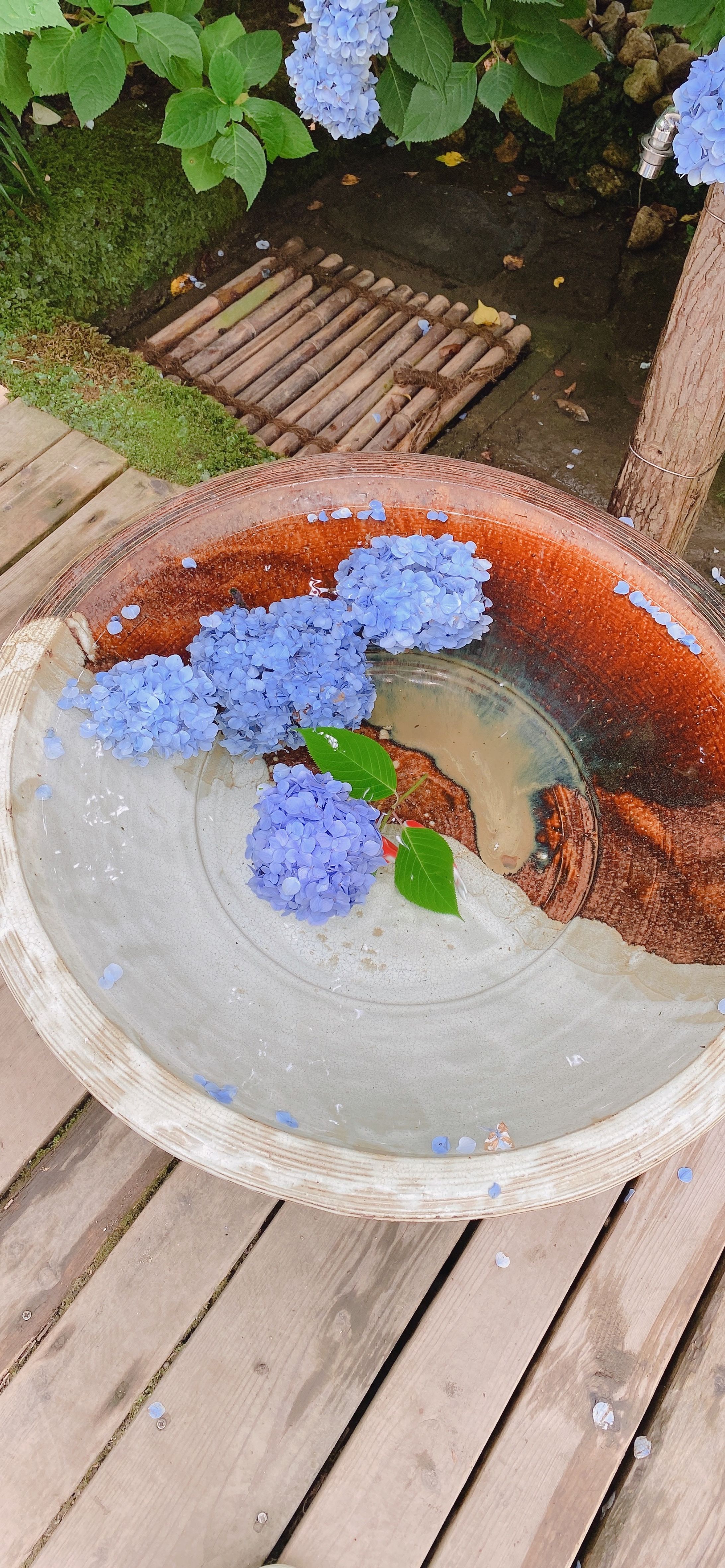 梅雨-1