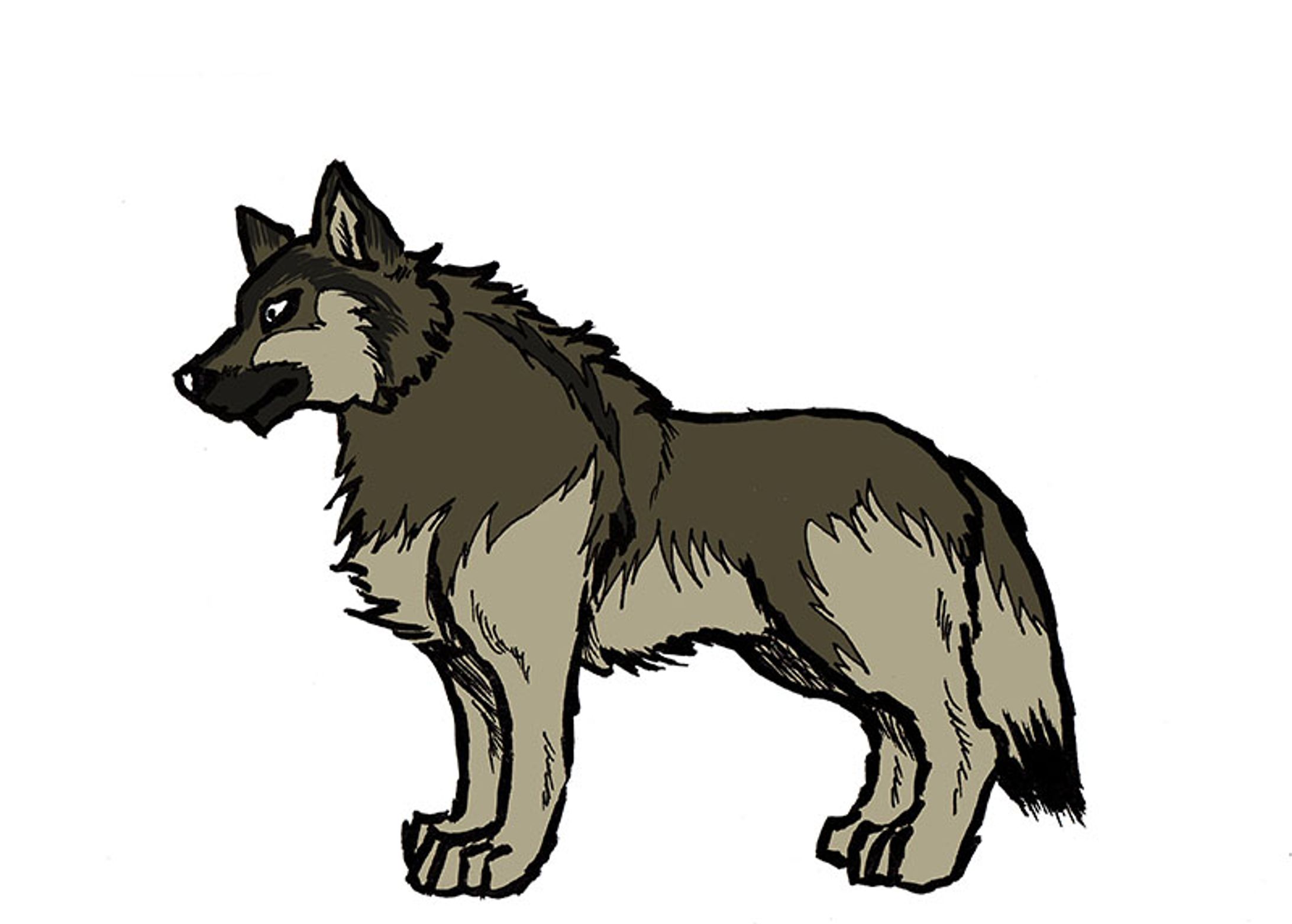 アメリカツンドラシェパードドッグ-1