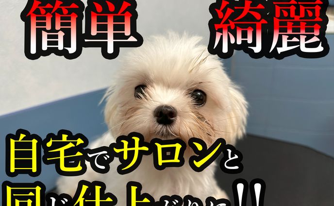 フリーランス、css