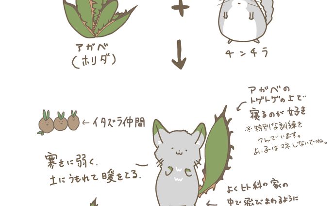 アガベ　ホリダ×チンチラ