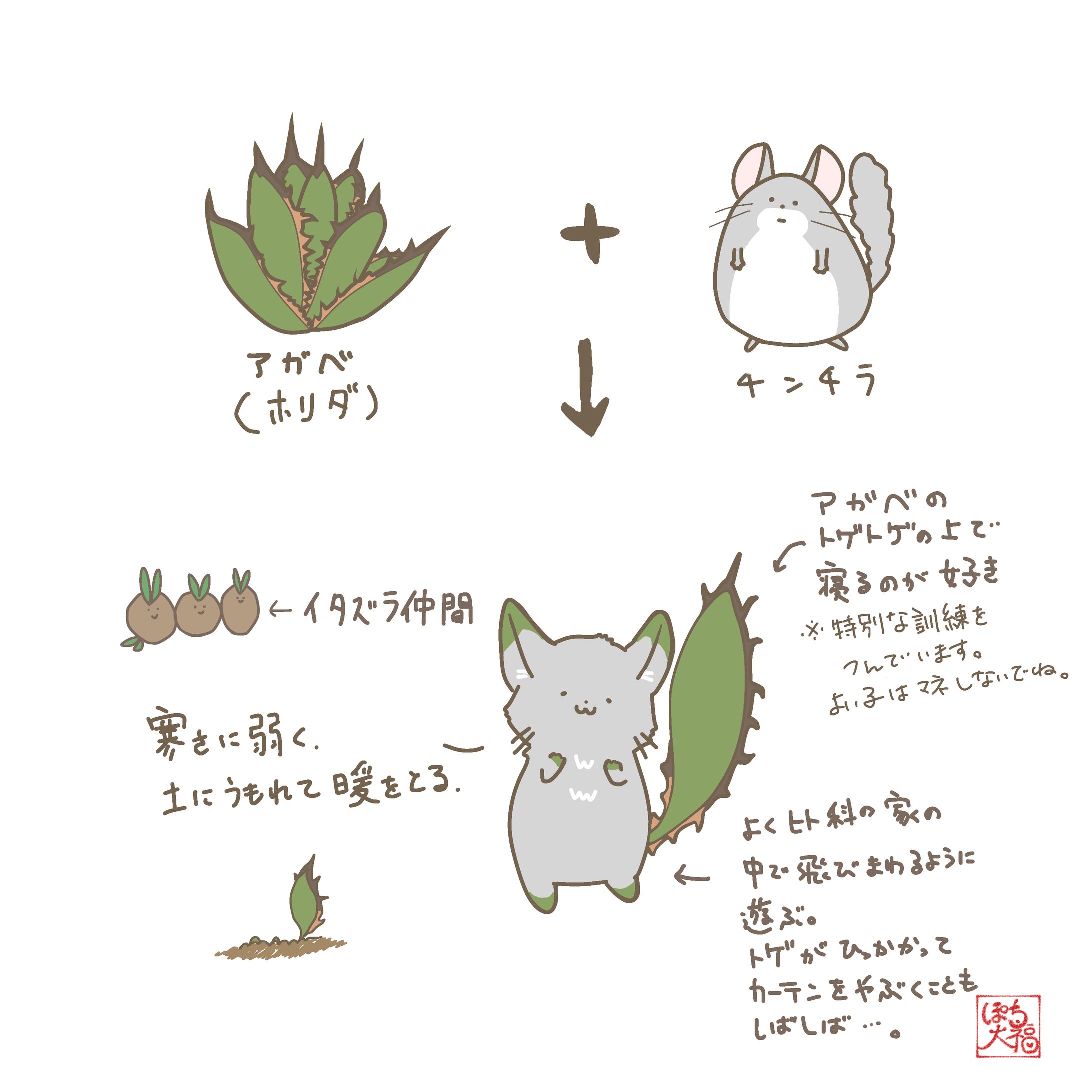 アガベ　ホリダ×チンチラ-1