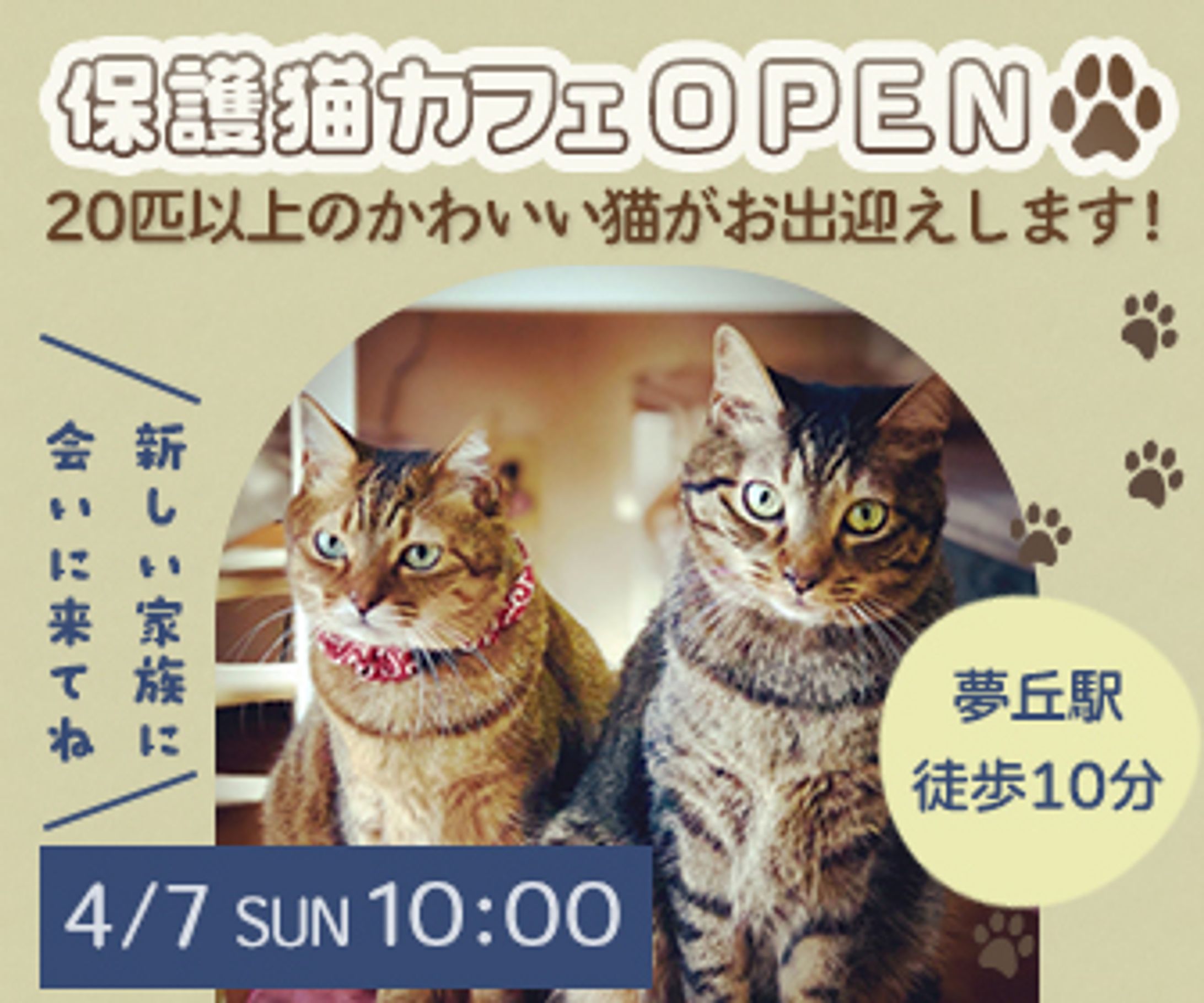 保護猫カフェOPEN告知＿WEBバナー-1