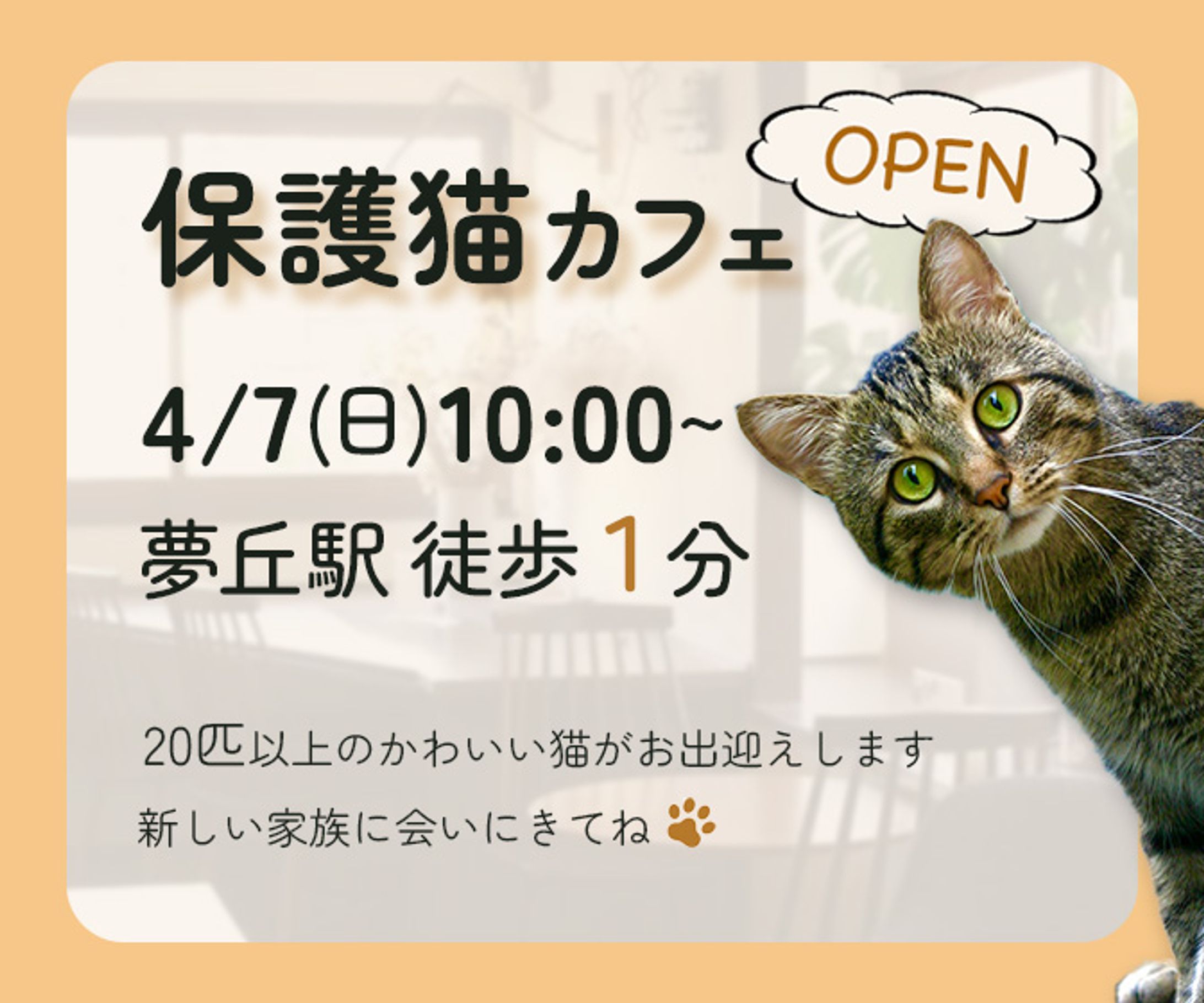 保護猫カフェイベント告知-1