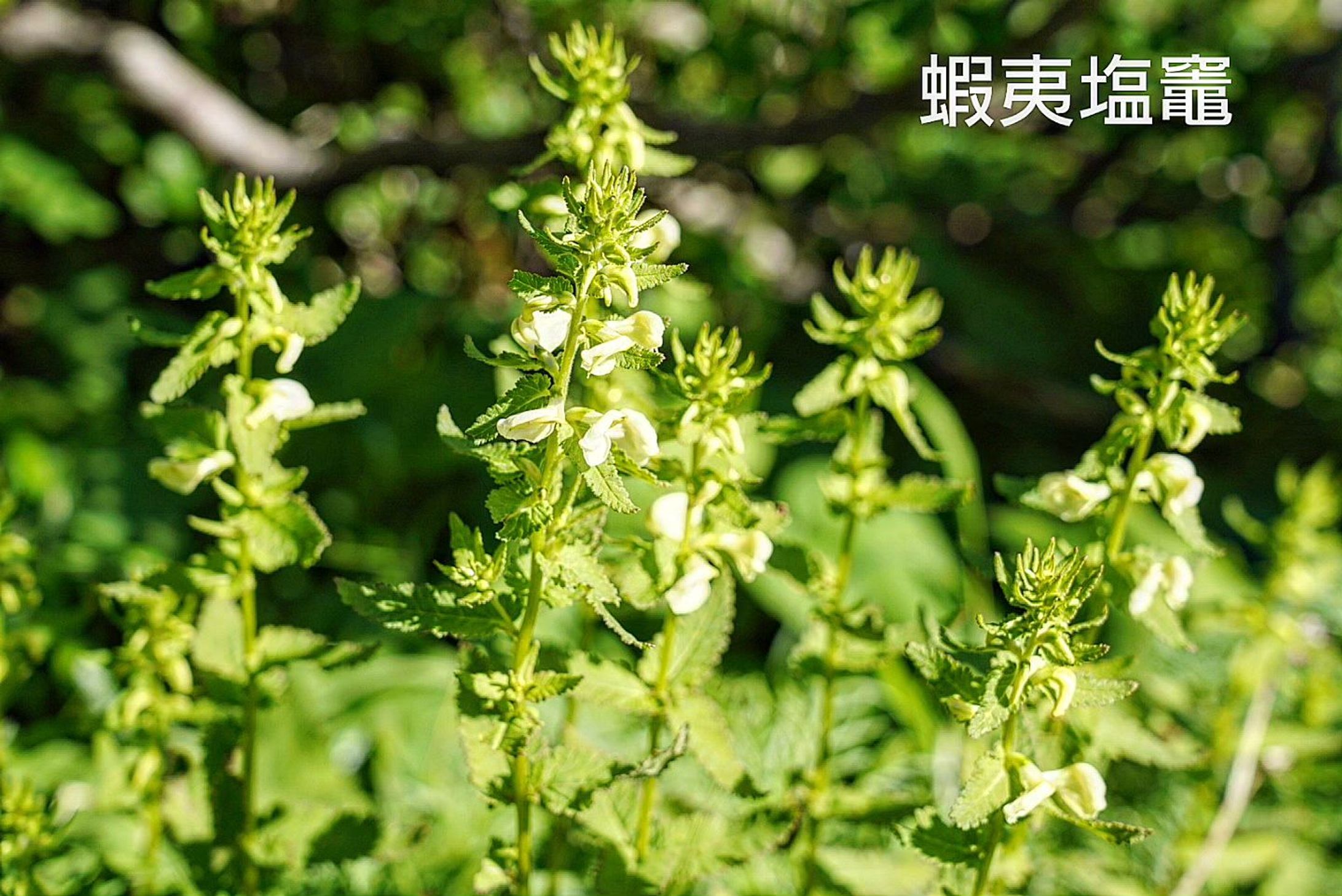 エゾシオガマ　蝦夷塩竈-1