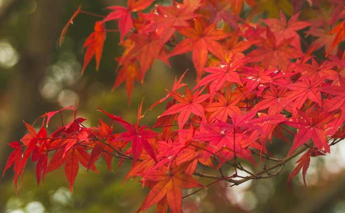 wwd japan、【mv】綺麗系