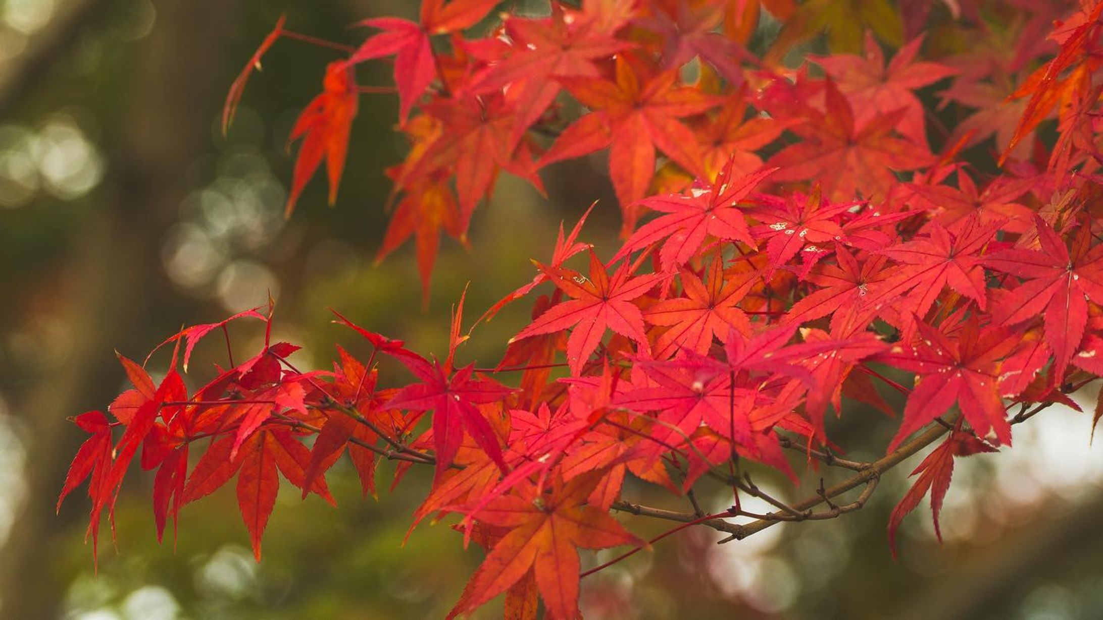 紅葉を撮りに奈良公園へ。
だいぶ寒くなってきましたが、
まだまだ綺麗な色をしていたので良い写真が撮れたと思います。

.
.
#α7ⅲ  #写真好きな人と繋がりたい
#写真撮ってる人と繋がりたい　#カメラ好きな人と繋がりたい
#ファインダー越しの私の世界　#キリトリセカイ
#ダレカニミセタイケシキ　#tokyocameraclub
#IGersJP #ig_japan #team_jp_ #Lovers_Nippon
#art_of_japan_ #bestjapanpics 
#ig_phos #love_bestjapan-1