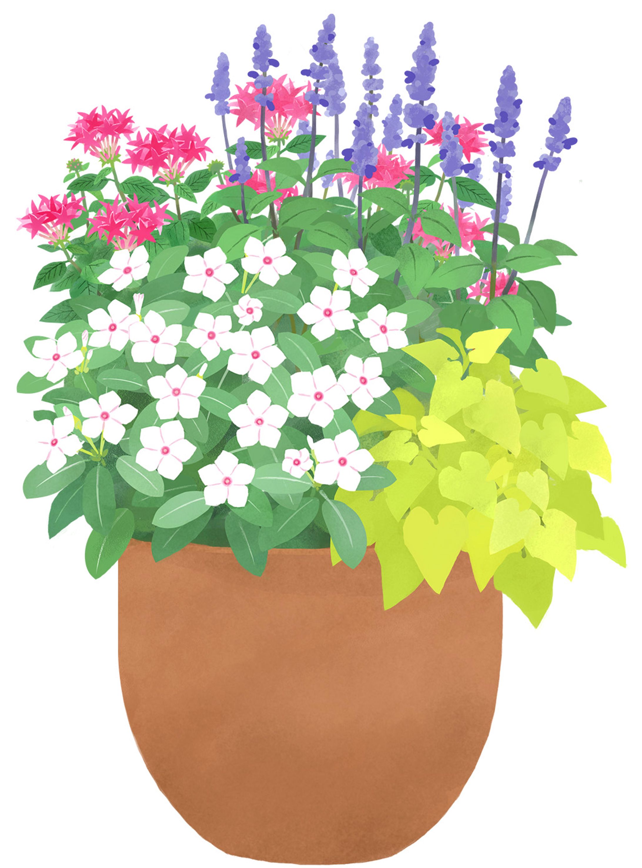 夏の寄せ植え-1