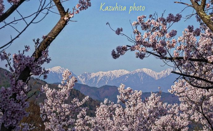 Cerasus ×subhirtella ‘Takato-kohigan’
タカトオコヒガンザクラ
Location Nagano prefecture 
takato castle park

#team_jp_flower#伊那市
#高遠 #flowermagic #flowerpassion #nagano #flowerbeauty #gardenflowers #flowerphotography #flowerphoto #flowerlife #flowerlove #flowerloversdaily #flowerlovers #naturephotography #伊那 #nature_perfection #nature_obsession #nature_brilliance #桜満開
#flowers_super_pics #flowers_nirvana  #長野県 #flower_shotz #japan_nature_photo
#japan_photo
#japantravelphoto