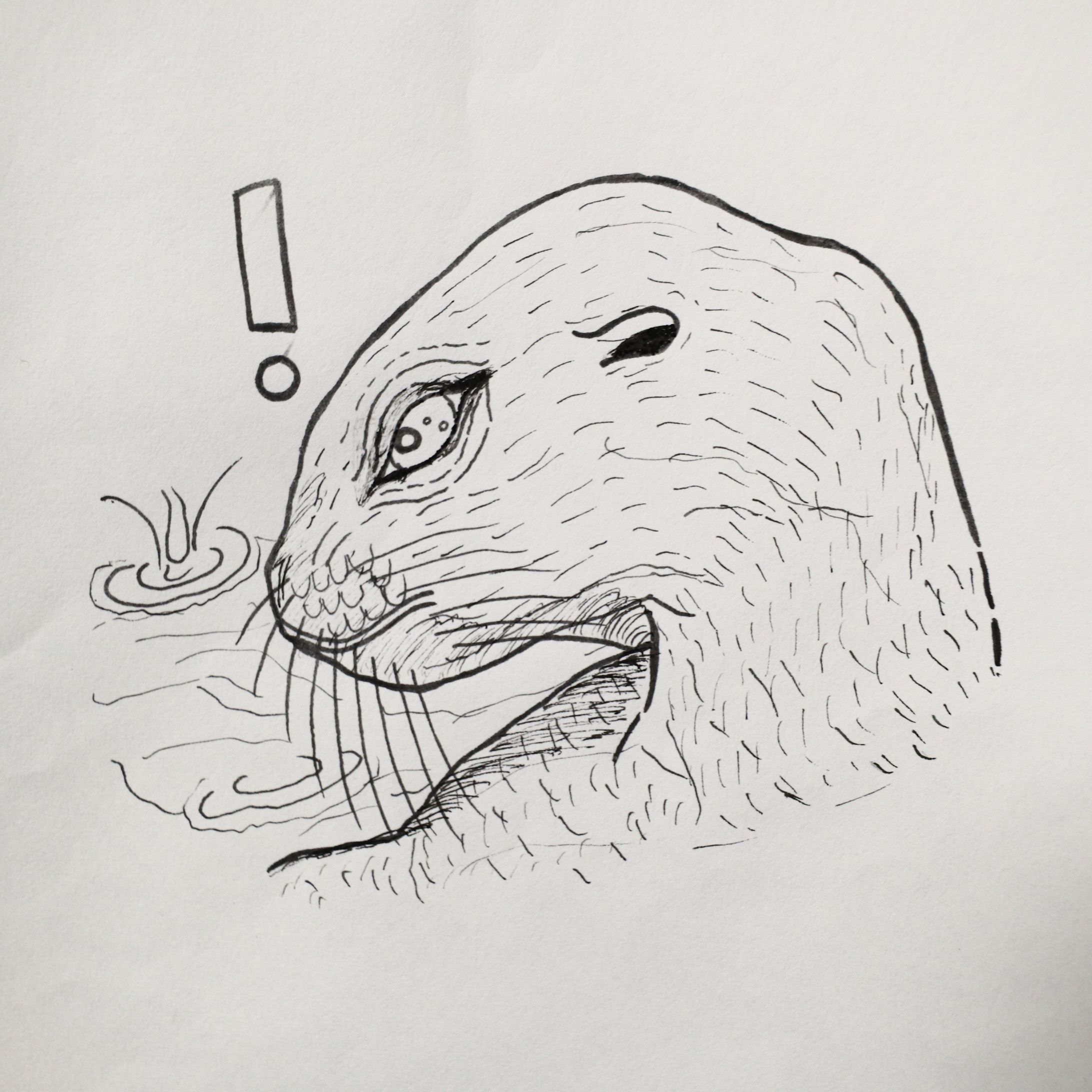アシカ-1