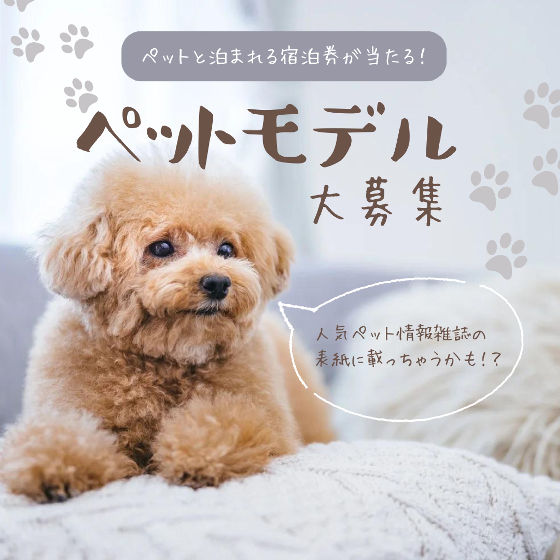 ペットモデル募集バナー-1