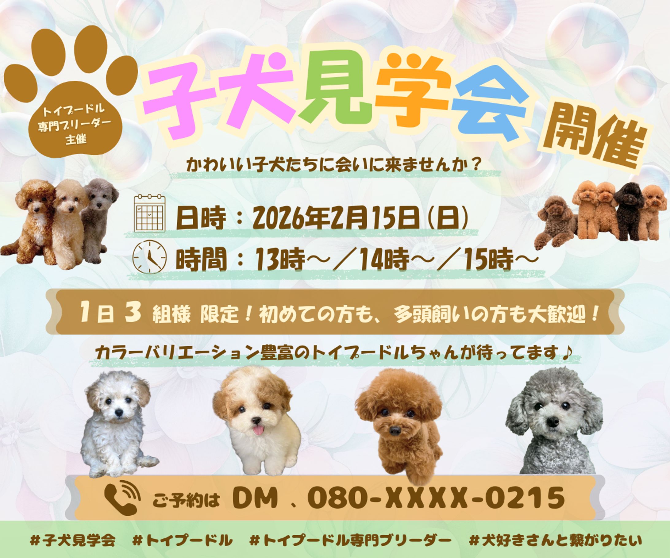 トイプードル見学会-1