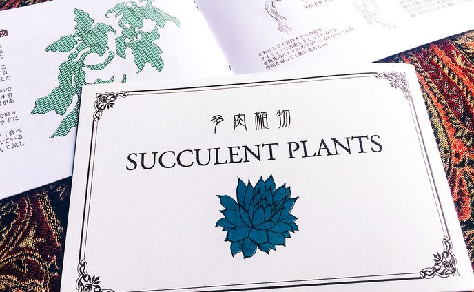 多肉植物 SUCCURENT PLANTS