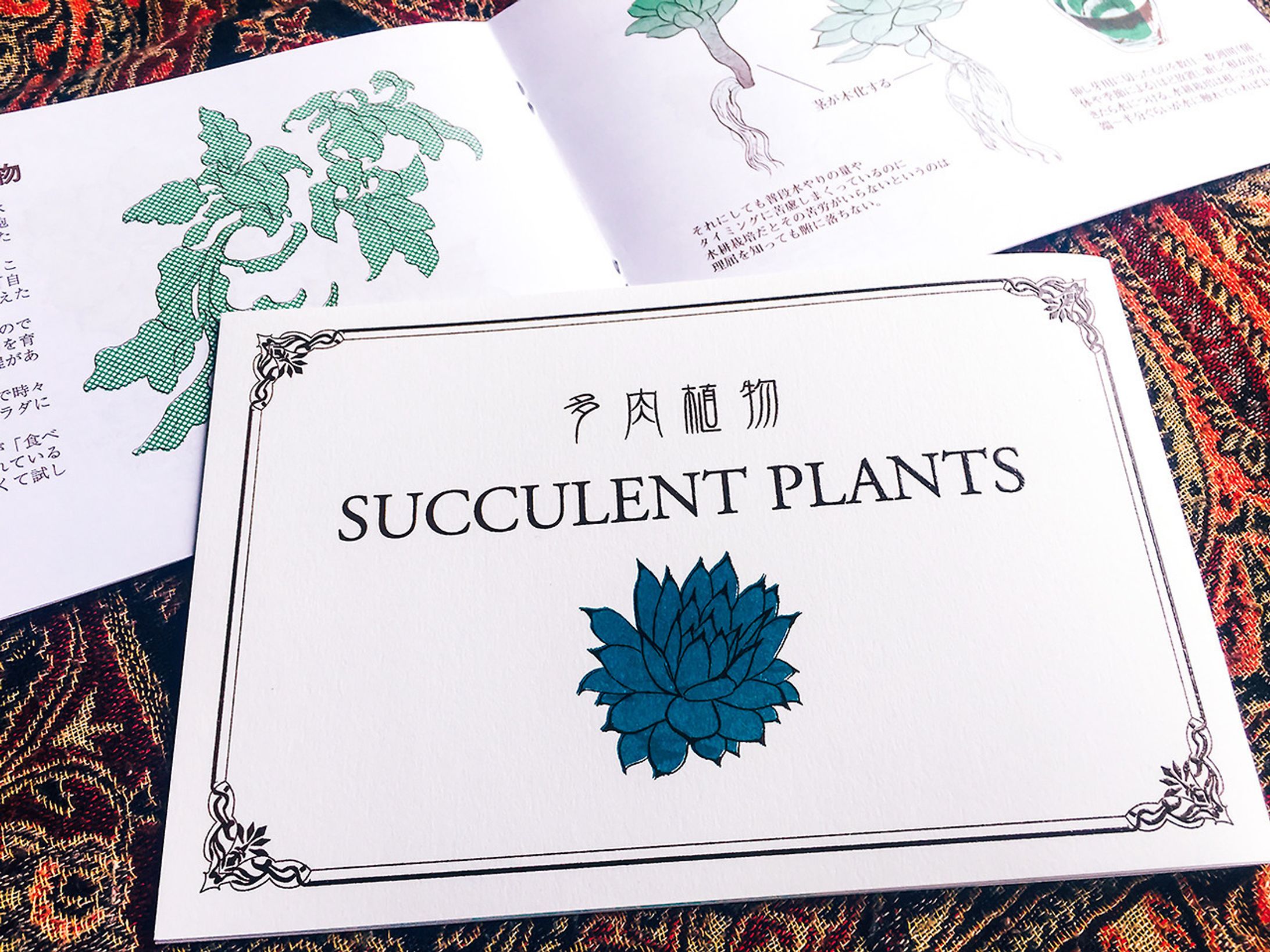 多肉植物 SUCCURENT PLANTS-1