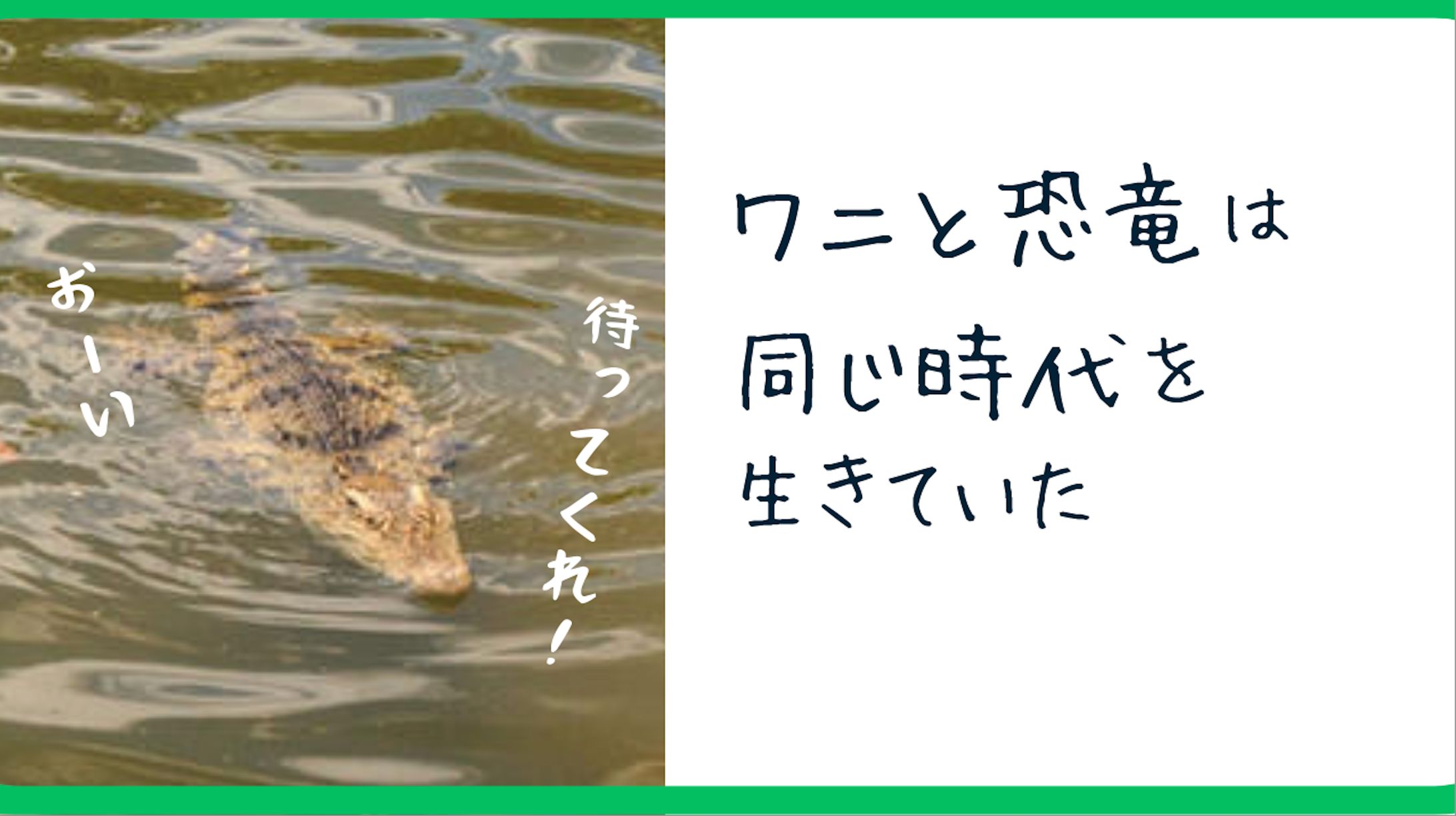 ワニの紹介動画-1